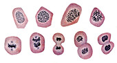 Cell division, illustration