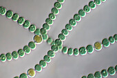 Anabaena sp, algae, light micrograph