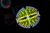 Micrasterias rotata, algae, light micrograph