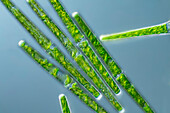 Haplotaenium rectum, algae, light micrograph