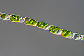 Trentepohlia sp, algae, light micrograph