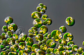 Hemitoma sp, algae, light micrograph