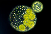 Volvox aureus, algae, light micrograph
