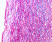 Elastic lamellae in aorta, light micrograph