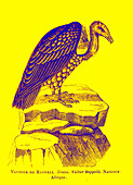 Ruppell's griffon vulture, illustration
