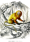 Lion tamarin, 19th Century illustration