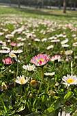 Field of flowers in park