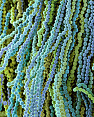 Aspergillus flavus spore, SEM