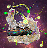 CRISPR Cas13 protein, illustration