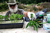 Man growing marijuana in Northern California, USA