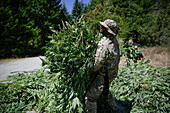 Law enforcement seizing marijuana