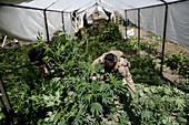 Law enforcement officers cutting down marijuana plants