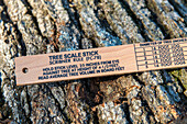 Scale stick against a tree bark