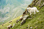 Pyrenean mountain dog guarding sheeps