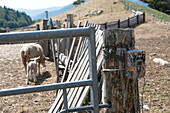 Automatic camera monitoring a herd of sheep