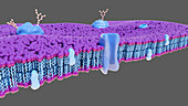 Biological membranes, illustration