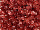 Red blood cells, illustration