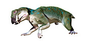 Artwork of extinct animal Lystrosaurus