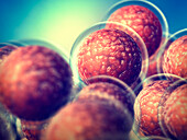 Embryonic stem cells, illustration