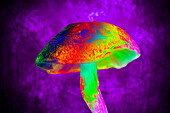 Magic mushrooms