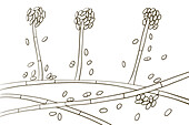 Acremonium mould fungus, illustration