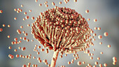 Aspergillus fungus, illustration