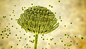 Aspergillus fungus, illustration