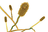 Aspergillus clavatus mould fungus, illustration