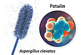 Aspergillus clavatus mould fungi and molecule of patulin toxin, illustration