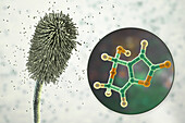 Aspergillus clavatus mould fungi and molecule of patulin toxin, illustration