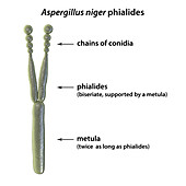 Phialide of Aspergillus niger fungus, illustration