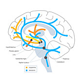 Serotonin and dopamine pathway, illustration