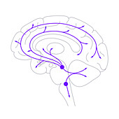 Serotonin pathway in brain, illustration