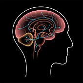 Serotonin pathway in brain, illustration
