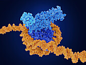 Histone methylation, molecular model