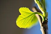 Fig leaf (young shoots)