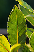 Bay leaf (close-up)