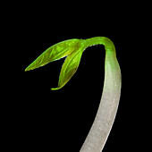 Soy sprout against a black background (Close Up)