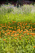 Sommerblumen - Calendula und Kornblumen auf der Wiese