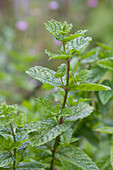 Mint plant