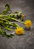 Dandelion, whole plant with leaves and flowers