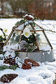 Christmas roses, (Helleborus niger) in mini greenhouse with pine cones in the snow, garden decoration