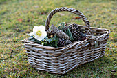 Christmas rose, (Helleborus Niger) in straw basket in the garden, garden decoration