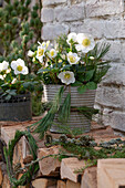Christmas roses, (Helleborus Niger) in flower pots and silk pine branches (Pinus strobus)