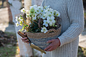 Woman with Christmas rose in flower pot, (Helleborus Niger)