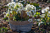 Christmas rose in flower pot, (Helleborus Niger), in the garden