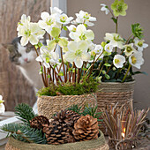 Christmas rose in pot and pine cone, (Helleborus niger), window decoration