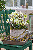 Christrose im Topf auf Holzstuhl, (Helleborus niger)