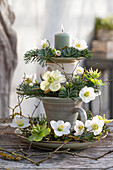 Winter decoration made of cups, candle, fir branches, and Christmas roses (Helleborus Niger)