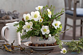 Arrangement of fir branches and Christmas roses in a soup bowl, (Helleborus Niger)